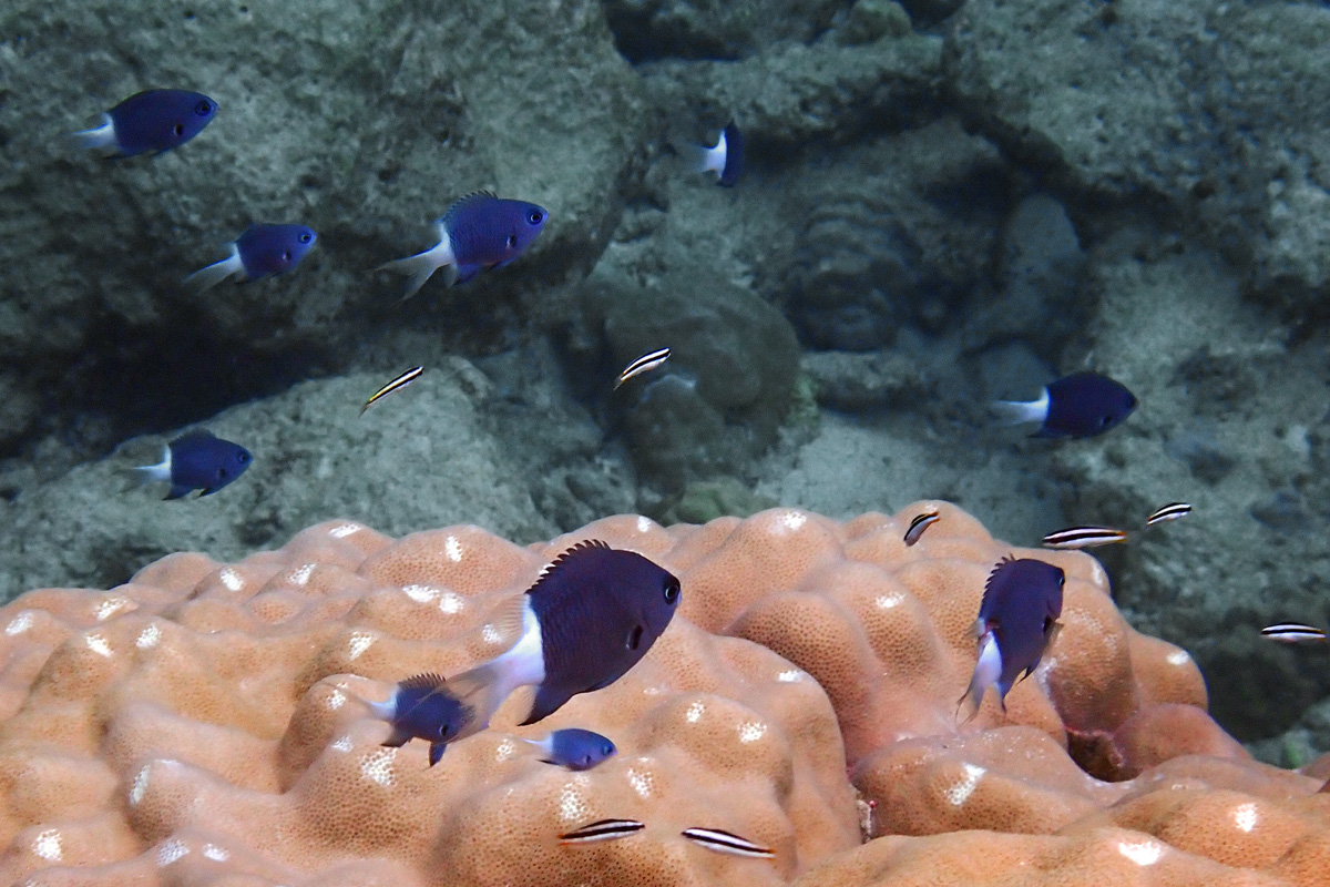 Stout Chromis アマミスズメダイ