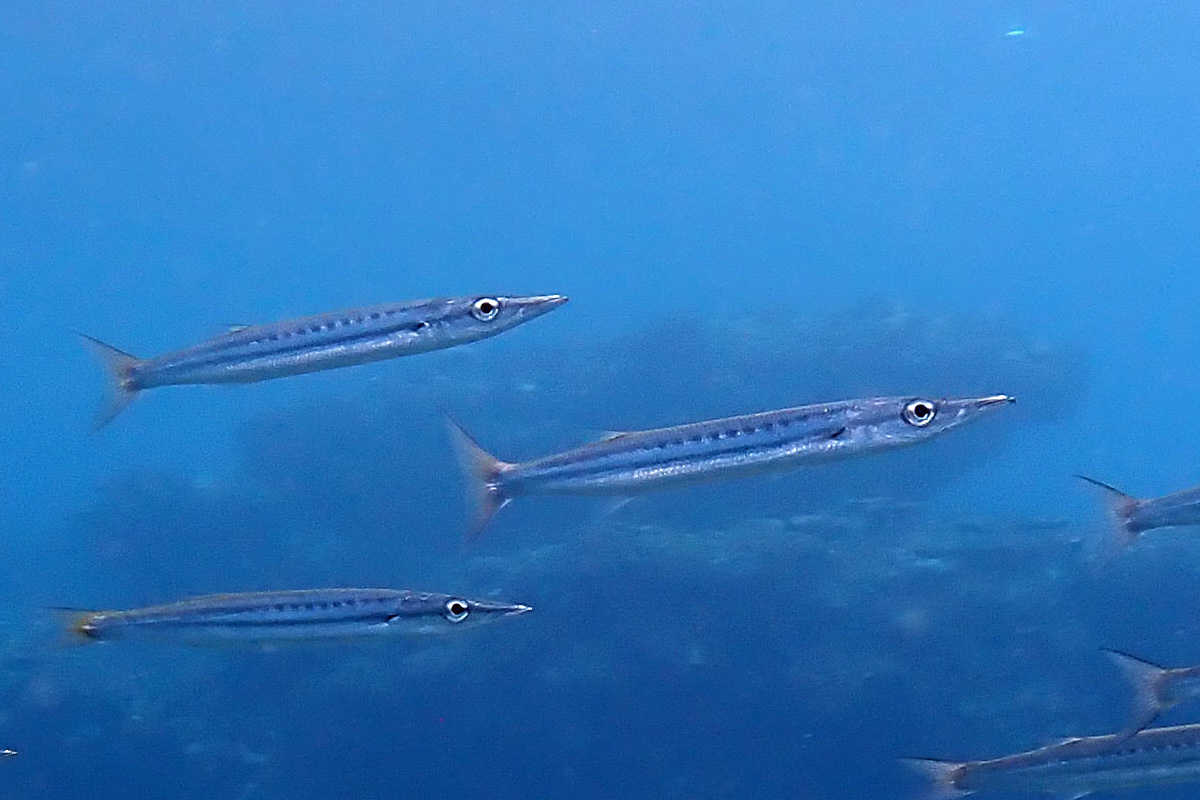 Striped Barracuda タイワンカマス