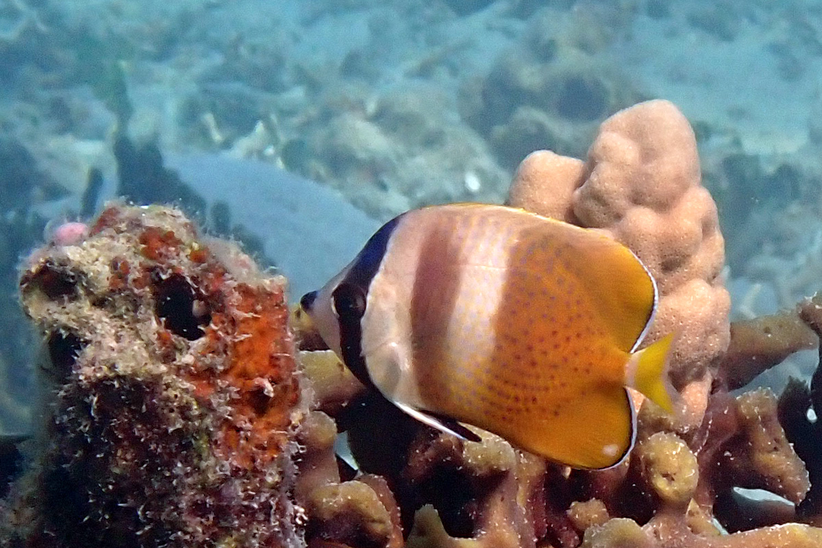 Sunburst Butterflyfish ミゾレチョウチョウウオ