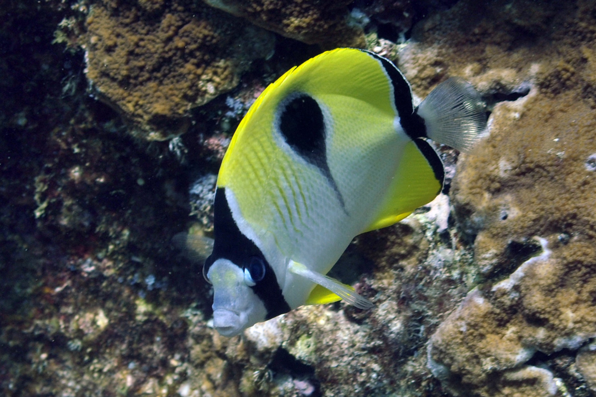 Teardrop Butterflyfish – イッテンチョウチョウウオ
