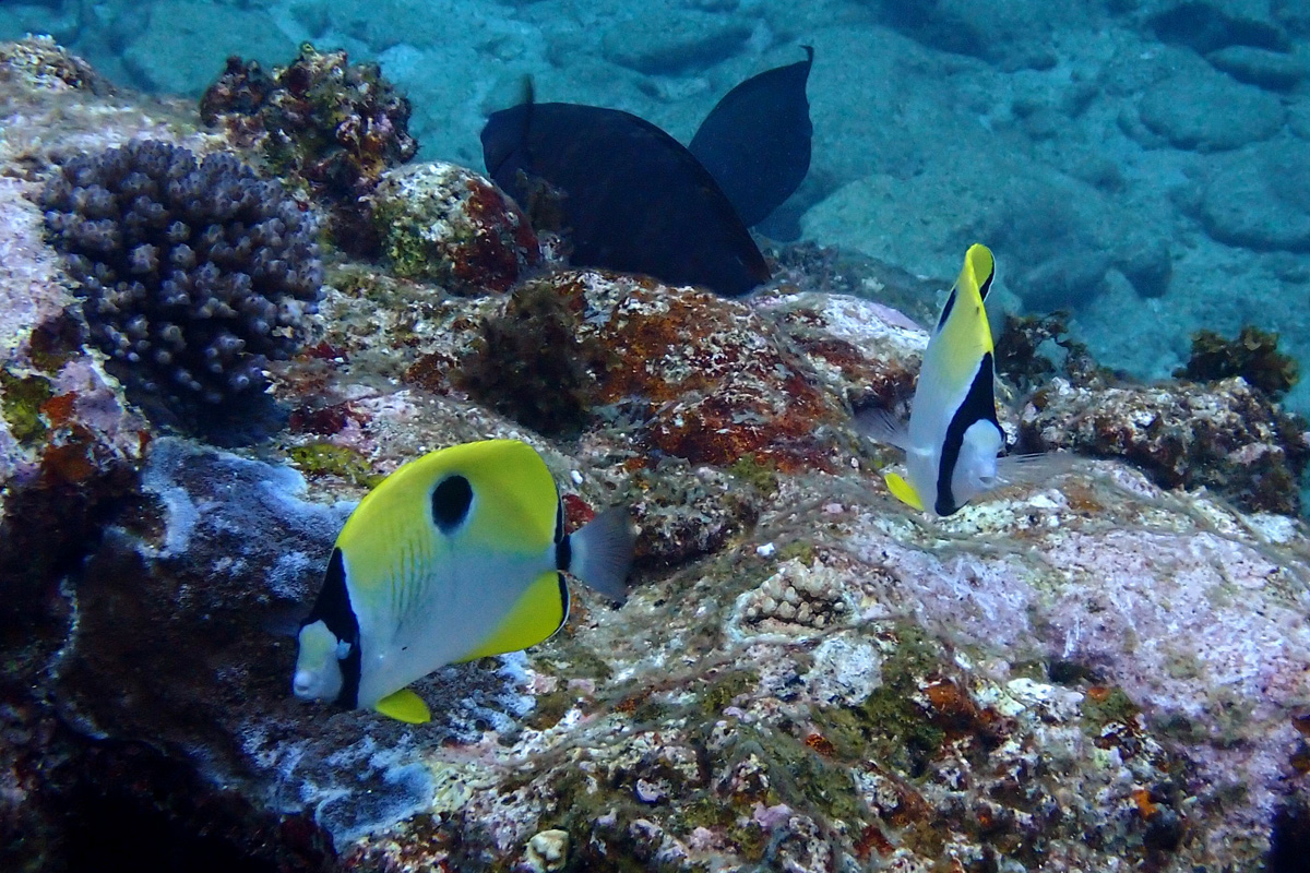 Teardrop Butterflyfish イッテンチョウチョウウオ