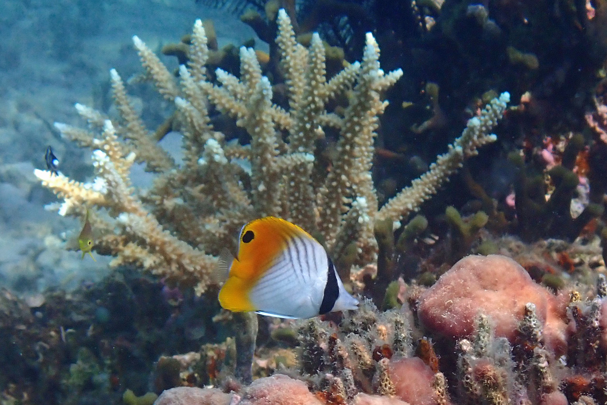 Threadfin Butterflyfish トゲチョウチョウウオ