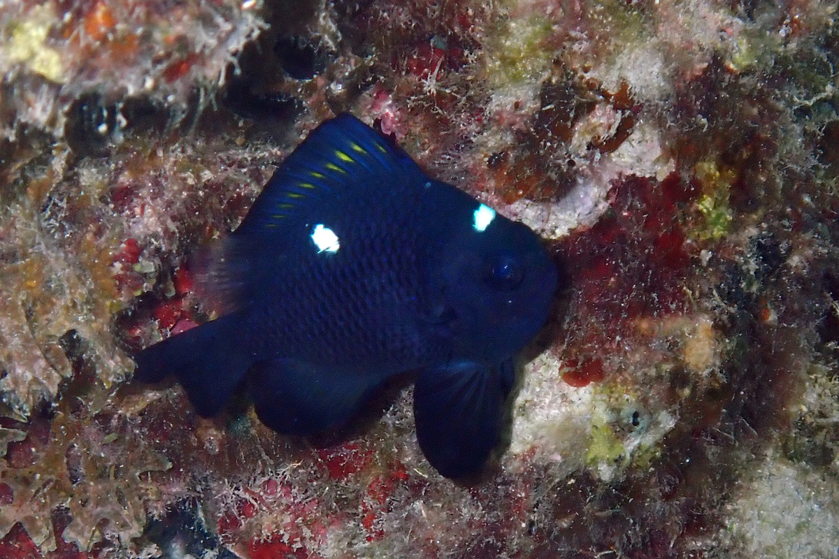 Threespot Dascyllus – ミツボシクロスズメダイ
