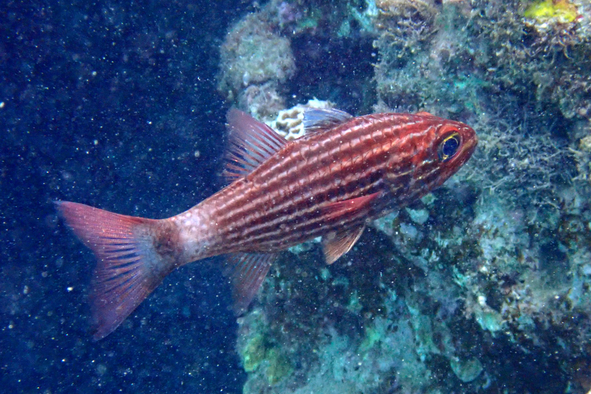 Tiger Cardinalfish リュウキュウヤライイシモチ