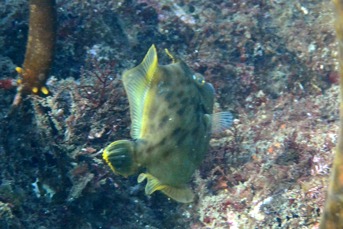 Thread-sail Filefish カワハギ