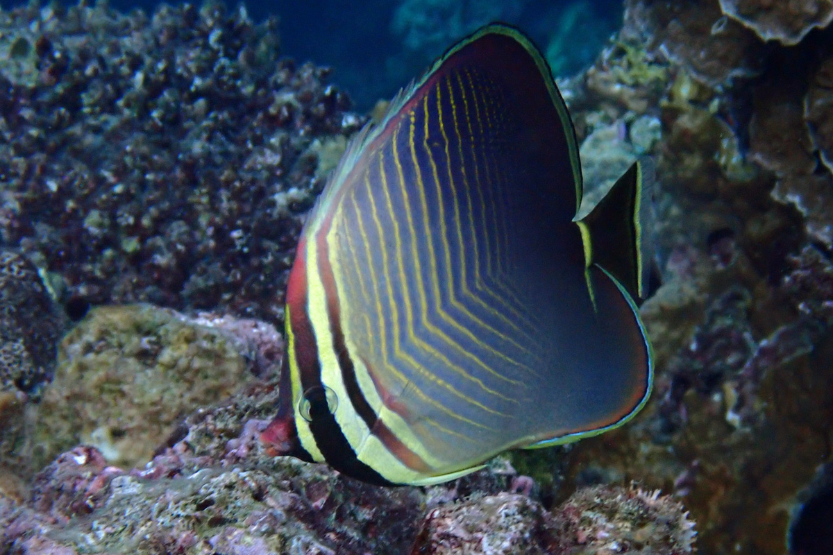 Triangular Butterflyfish ミカドチョウチョウウオ