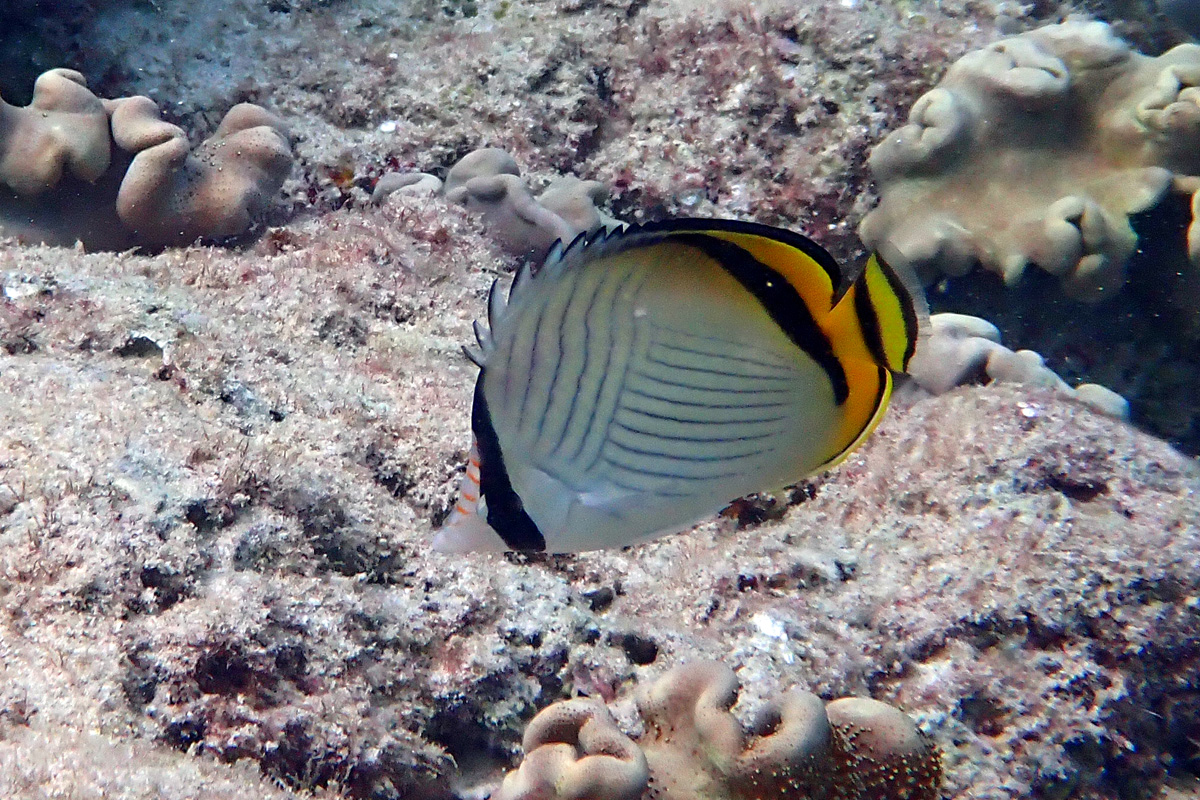 Vagabond Butterflyfish フウライチョウチョウウオ