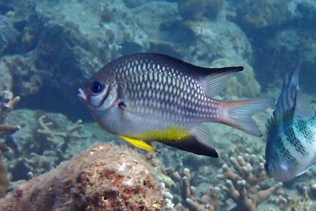 Whitebelly Damsel ナミスズメダイ