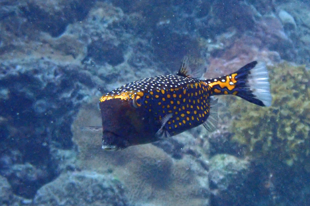 Whitespotted Boxfish クロハコフグ