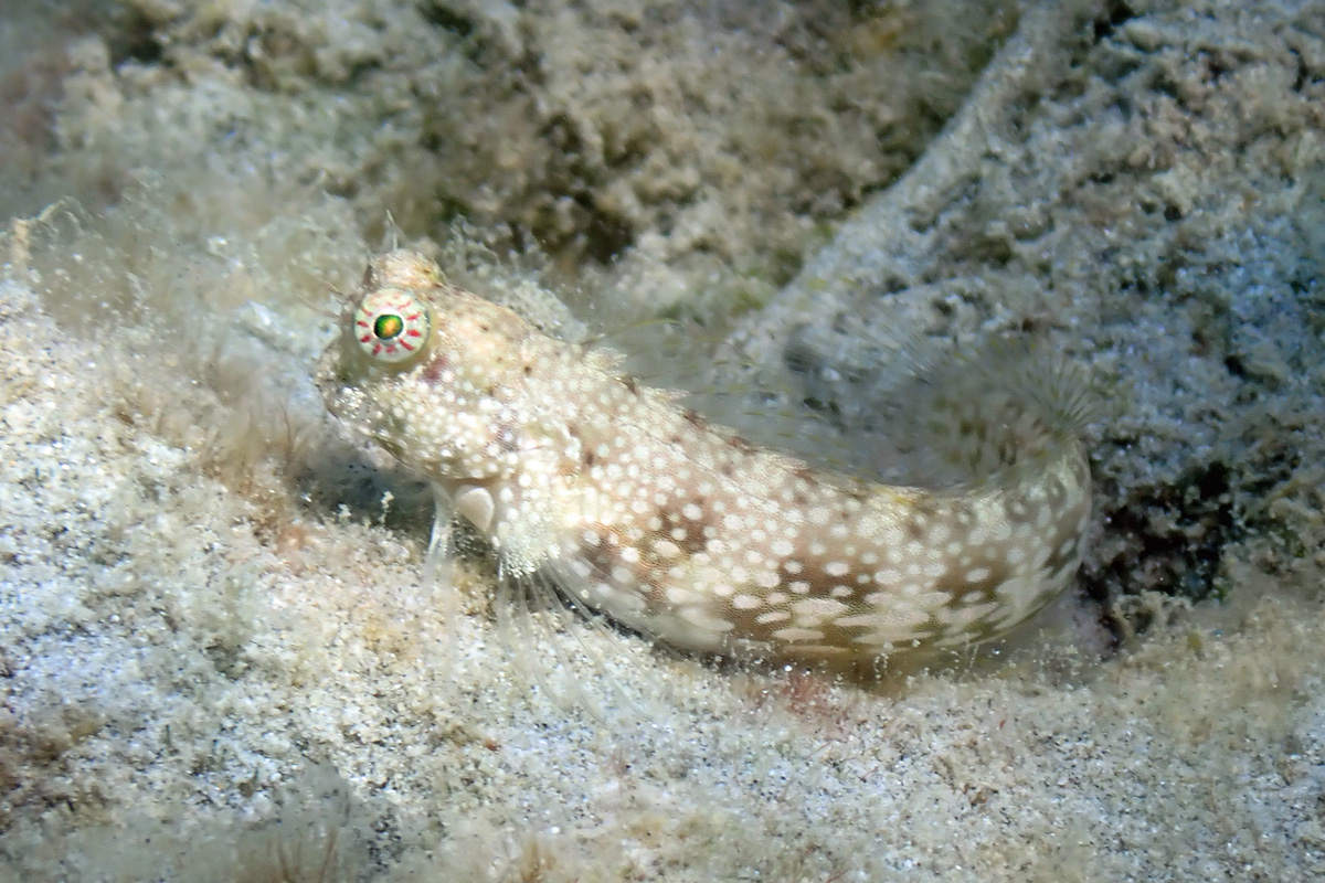 Whitespotted Blenny ホワイトスポッテッドブレニー