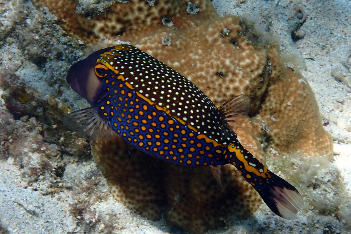 Whitespotted Boxfish – クロハコフグ