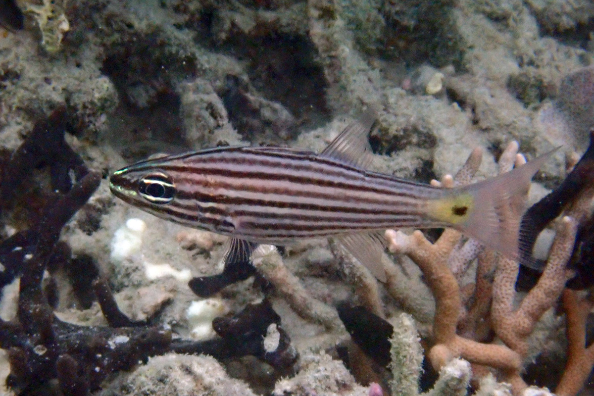 Wolf Cardinalfish カスミヤライイシモチ