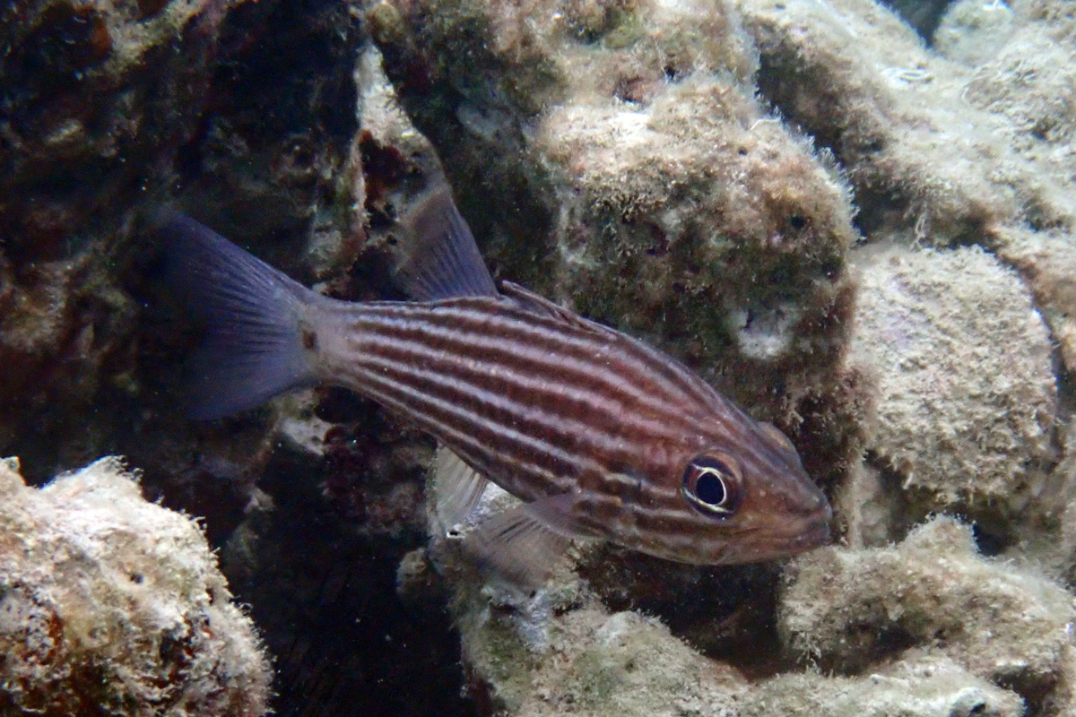 Wolf Cardinalfish – カスミヤライイシモチ