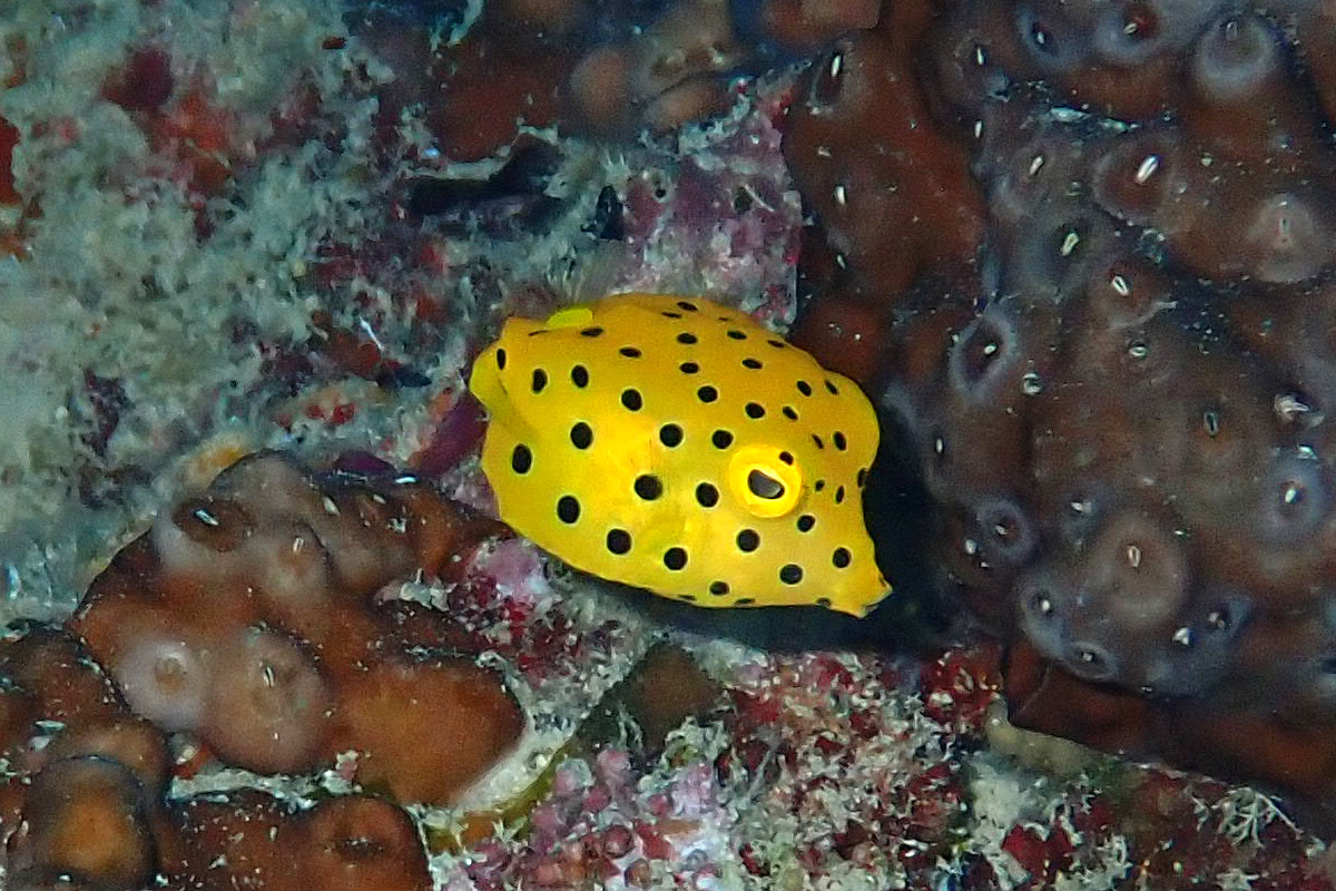 Yellow Boxfish ミナミハコフグ