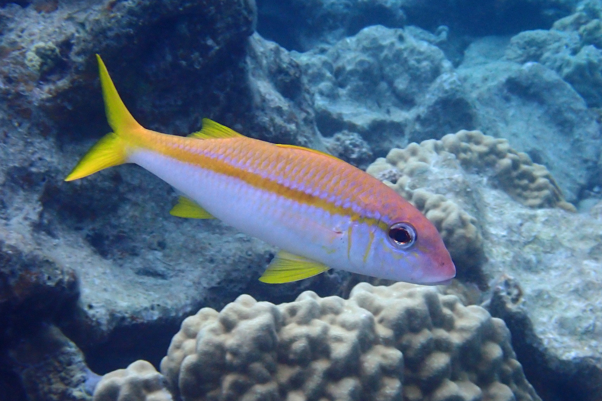 Yellowfin Goatfish – アカヒメジ