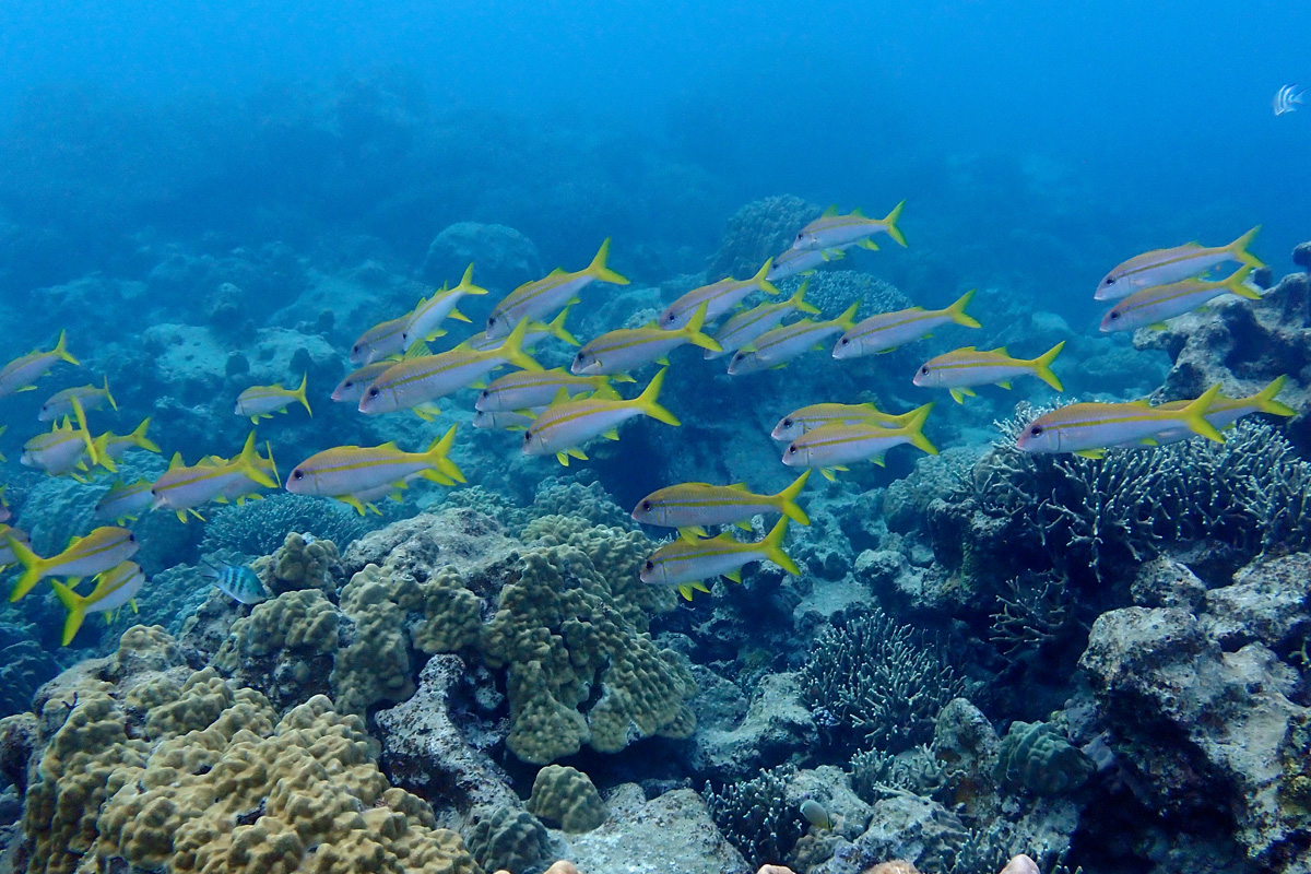 Yellowfin Goatfish アカヒメジ