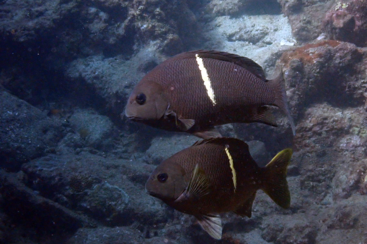 Yellowstriped Blackfish – オキナメジナ