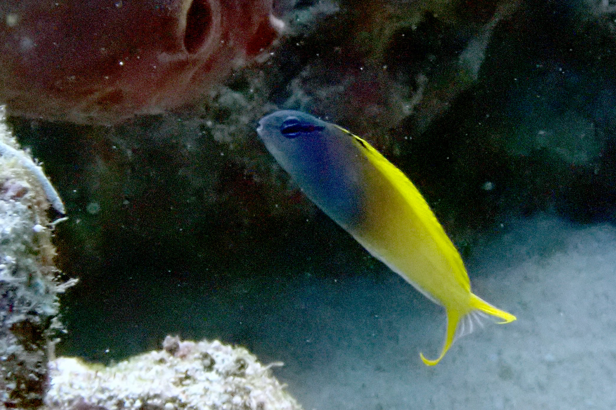 Yellowtail Fangblenny オウゴンニジギンポ