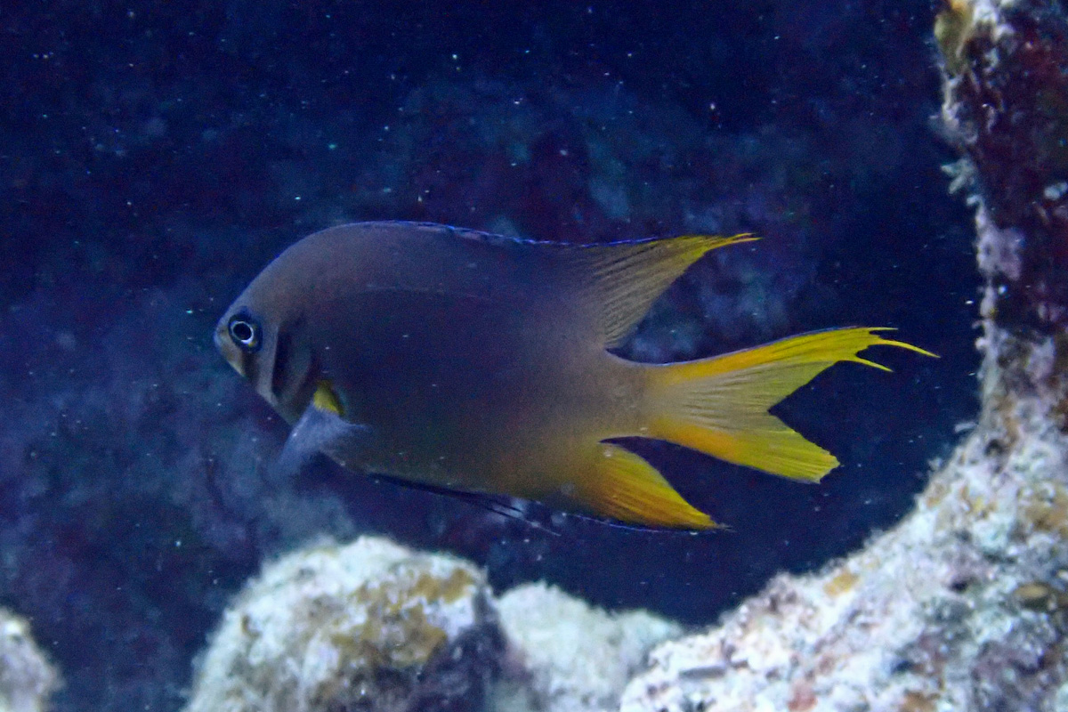 Yellowtail Damsel ヒレナガスズメダイ