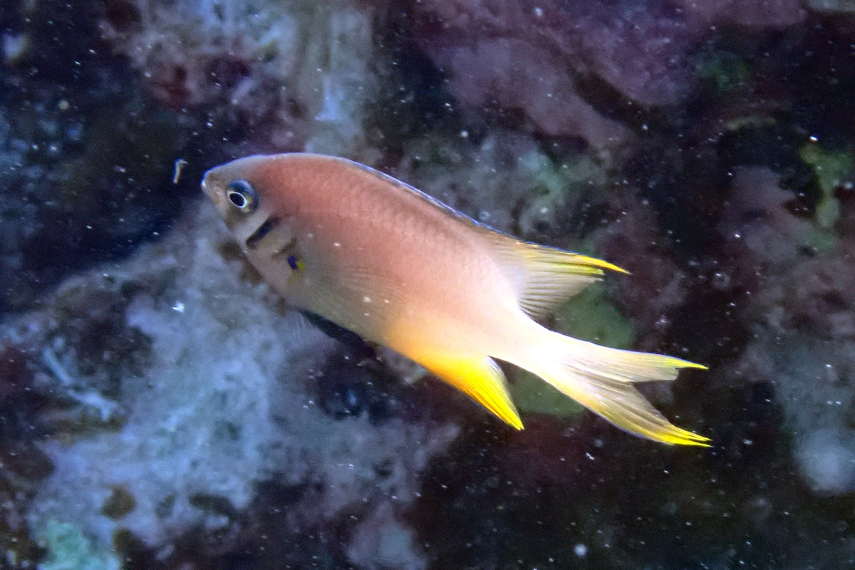 Yellowtail Damsel – ヒレナガスズメダイ