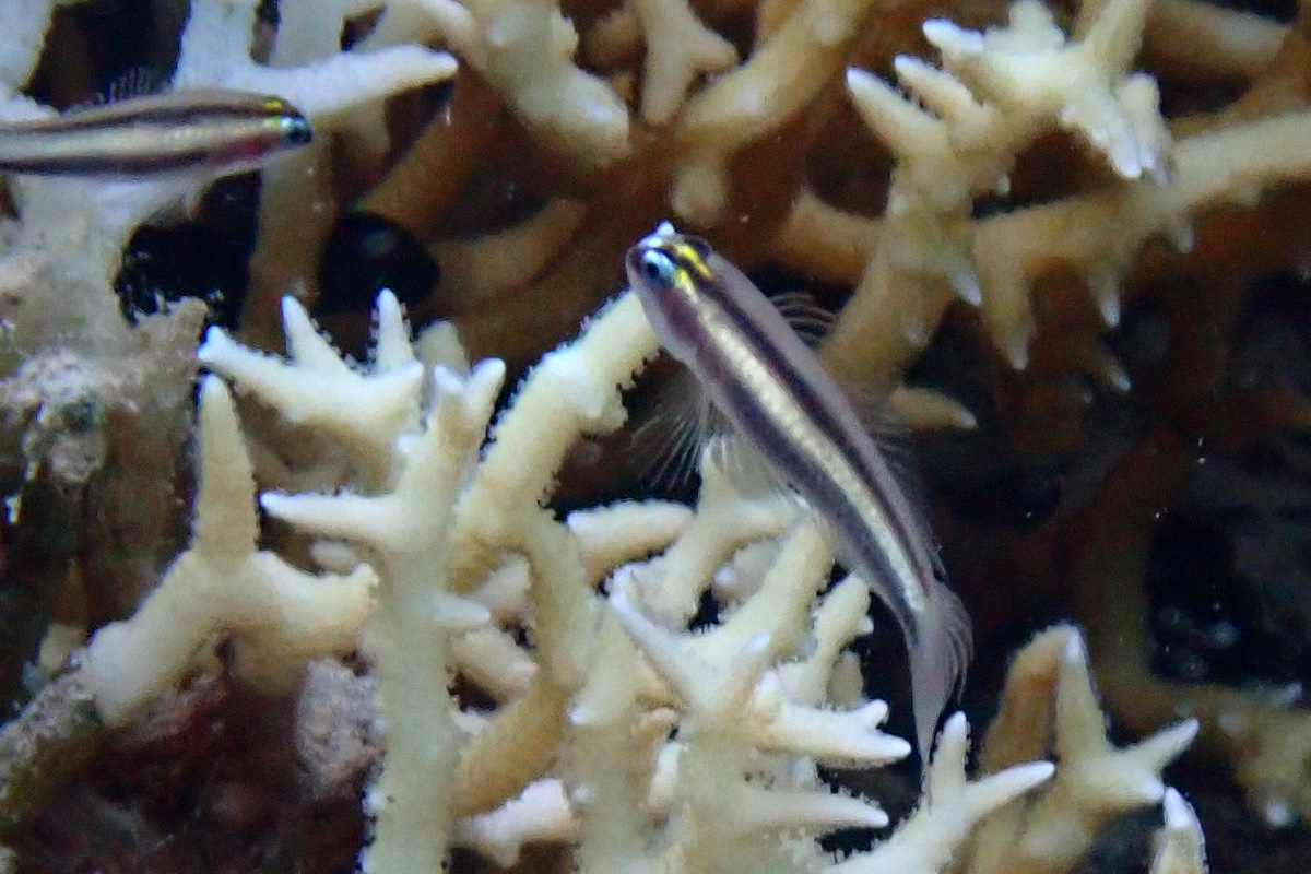 Twostripe Dwarfgoby オヨギイソハゼ