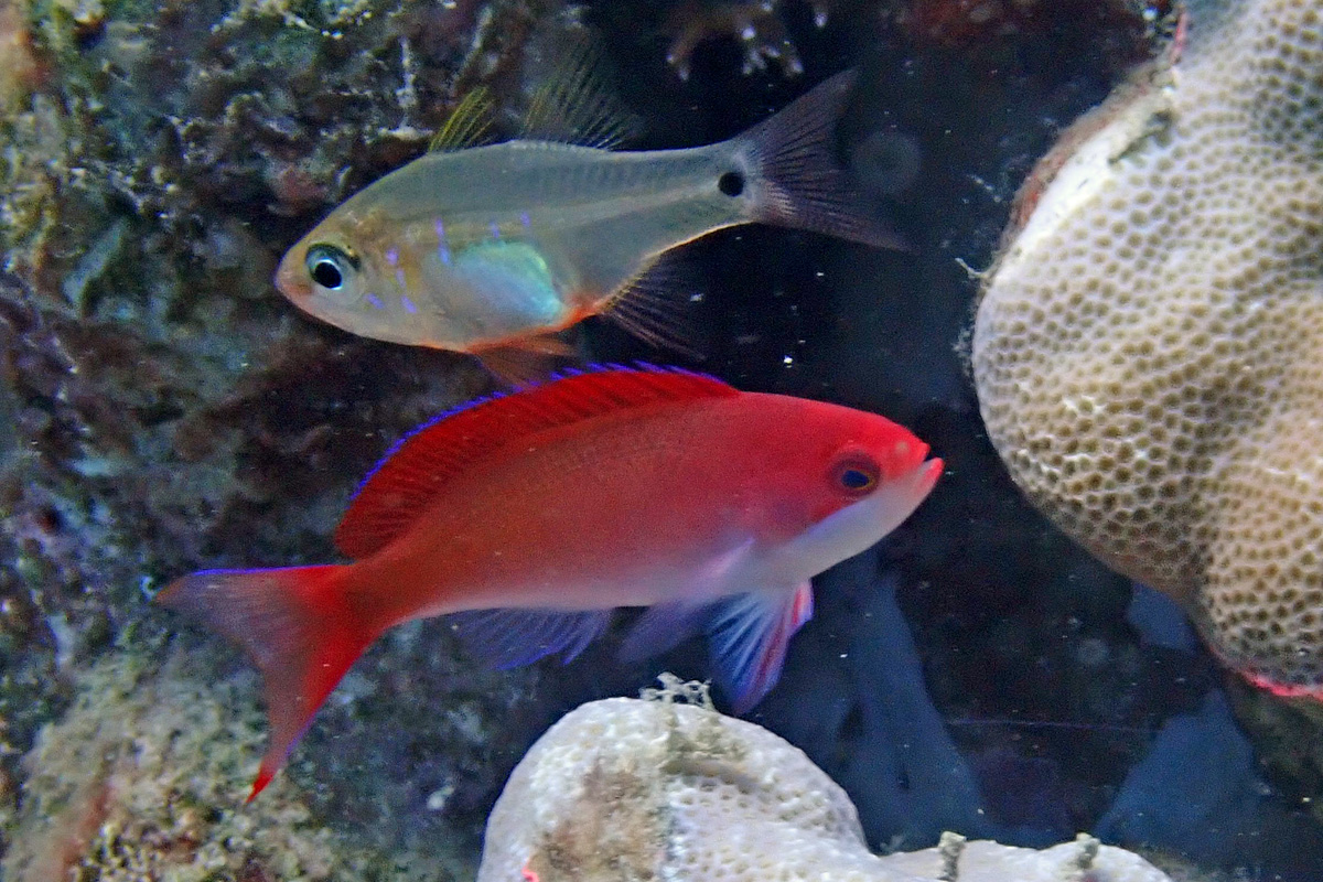 Redbar Anthias カシワハナダイ