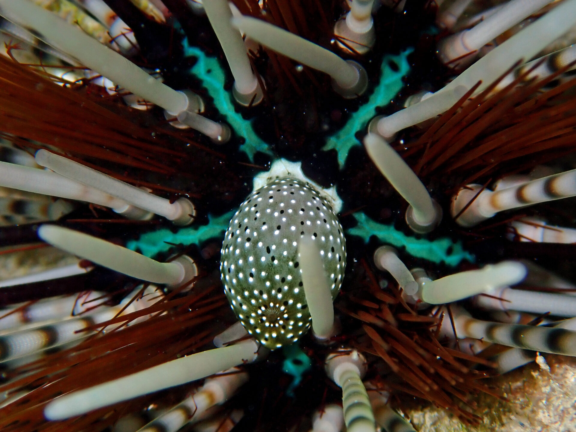 Banded Urchin　トックリガンガゼモドキ