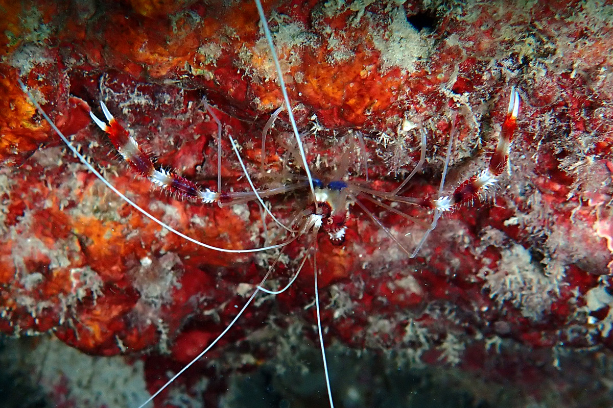 Banded Coral Shrimp オトヒメエビ