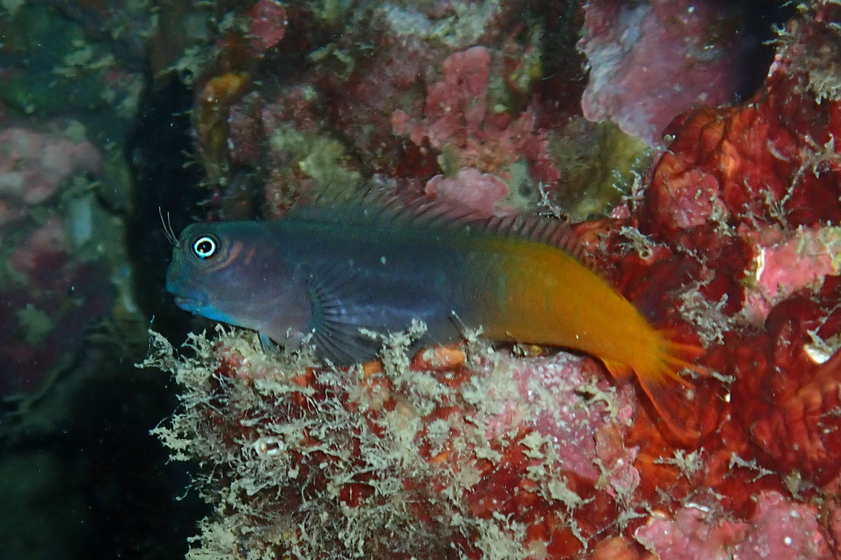 Bicolor Combtooth Blenny – フタイロカエルウオ