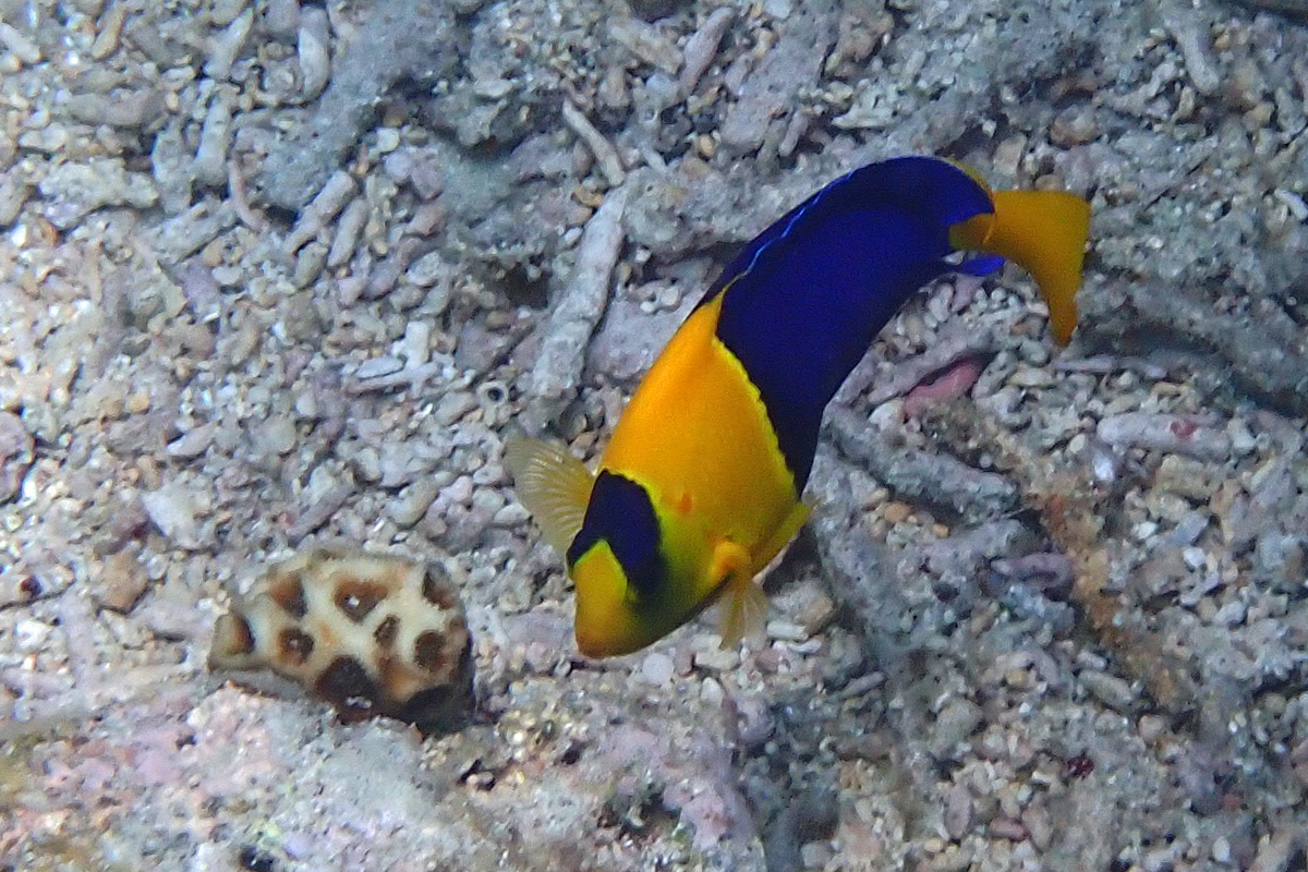 Bicolor Angelfish ソメワケヤッコ