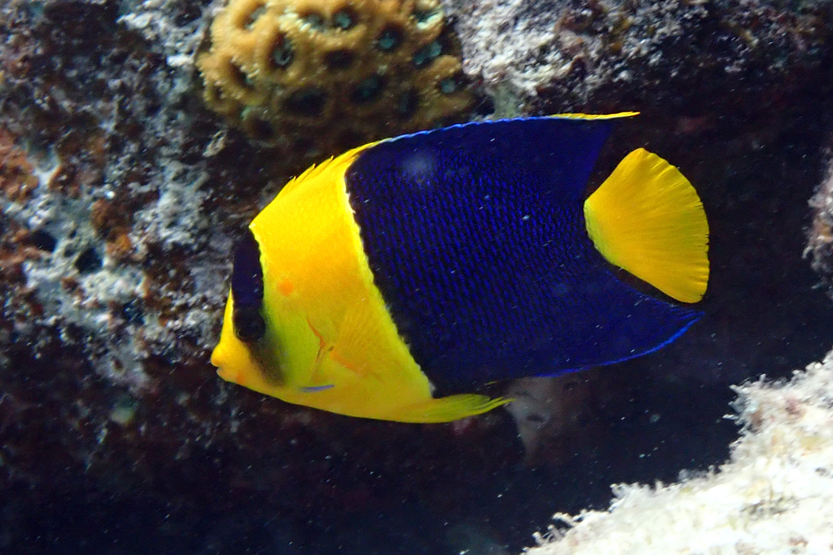 Bicolor Angelfish – ソメワケヤッコ
