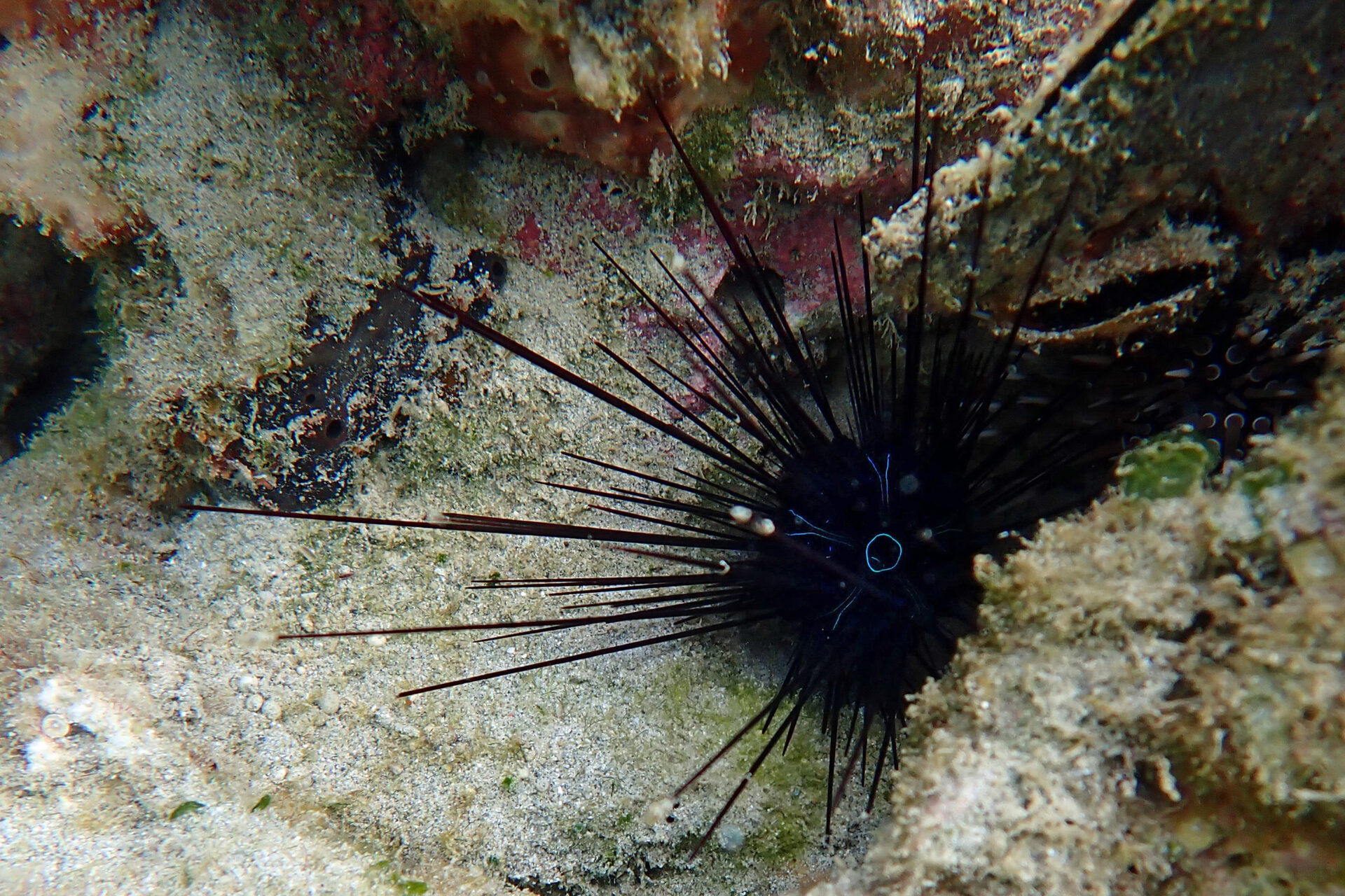 Long Spine Blue Lined Urchin アオスジガンガゼ