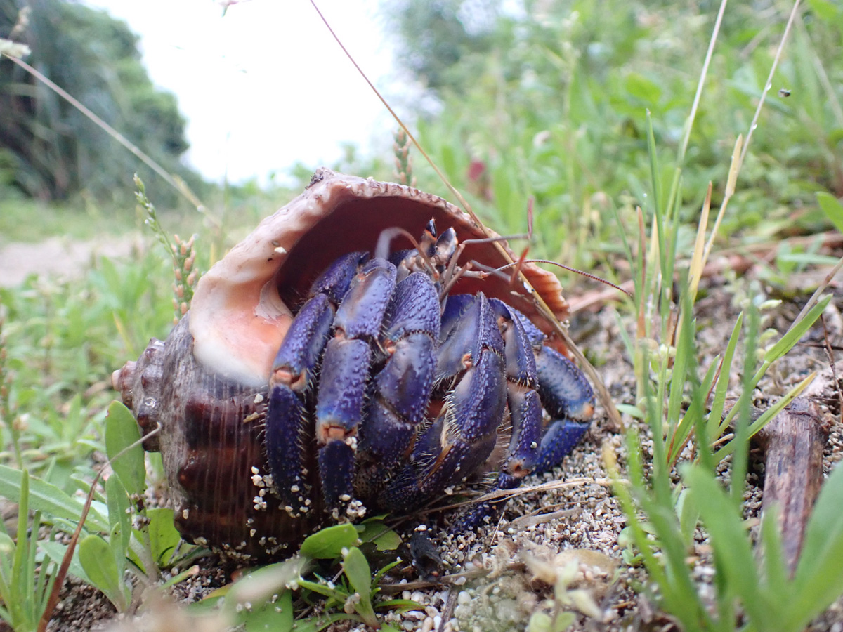 Blueberry Hermit Crab ムラサキオカヤドカリ