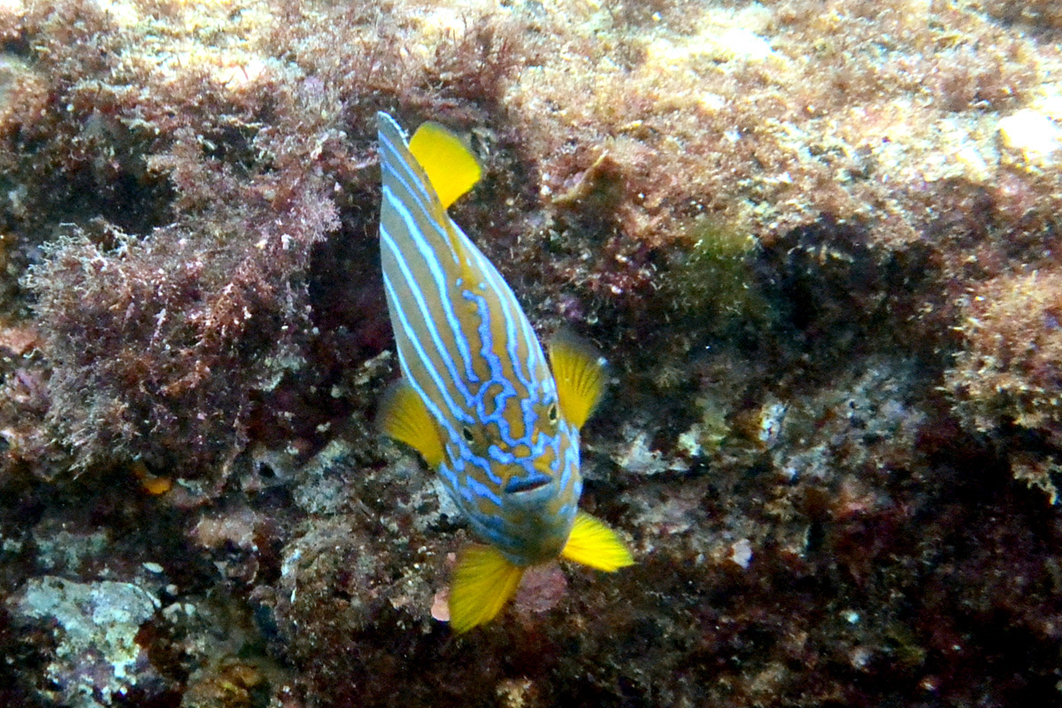 Bluestriped Angelfish キンチャクダイ