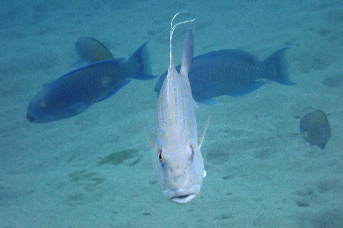 Chinamanfish イトヒキフエダイ