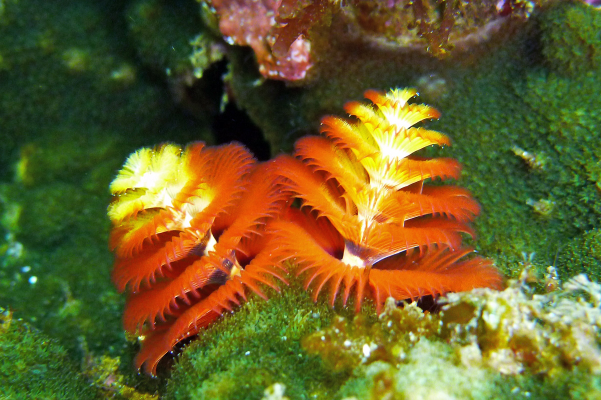 Christmas Tree Worms  イバラカンザシ