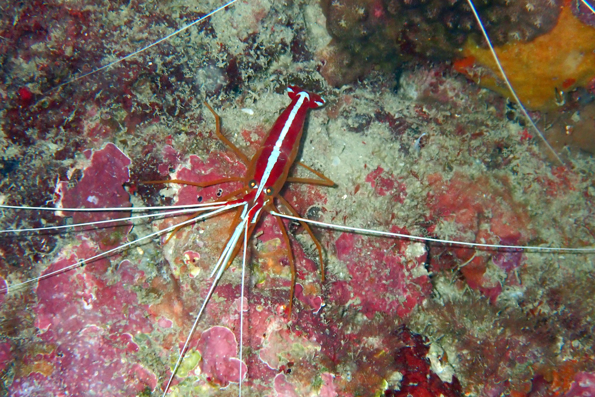 Pacific Cleaner Shrimp アカシマシラヒゲエビ