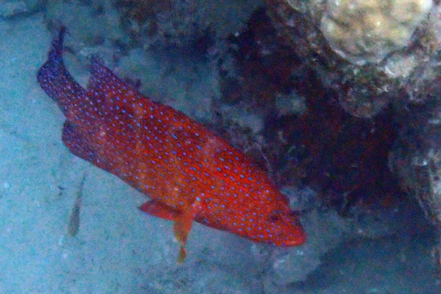 Coral Grouper ユカタハタ