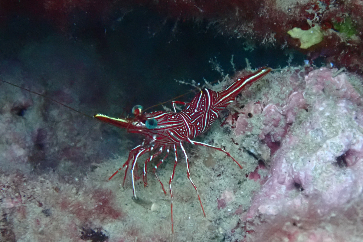 Dancing Shrimp スザクサラサエビ