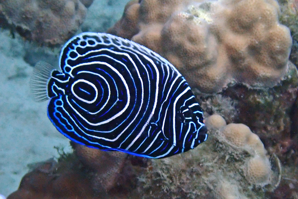 Emperor Angelfish タテジマキンチャクダイ