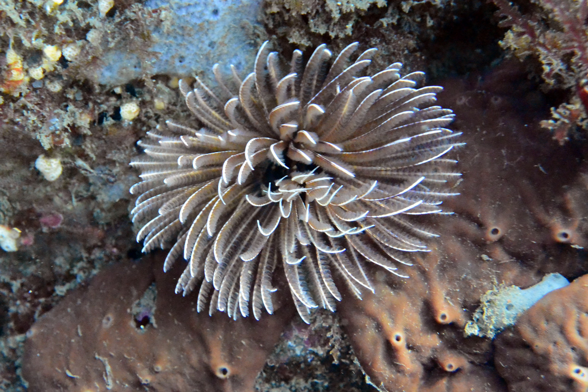 Feather Duster Worms ケヤリムシ