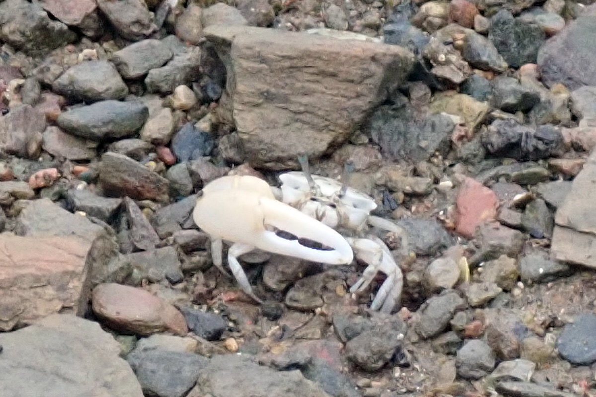 Milky Fiddler Crab ハクセンシオマネキ