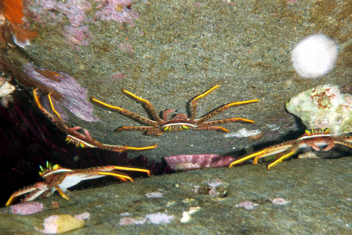 Flat Rock Crab トゲアシガニ