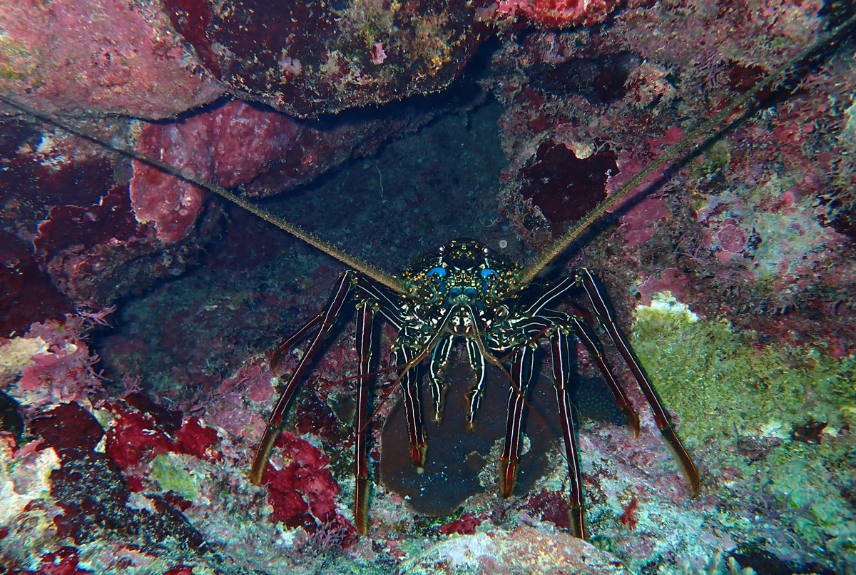 Green Spiny Lobster シマイセエビ