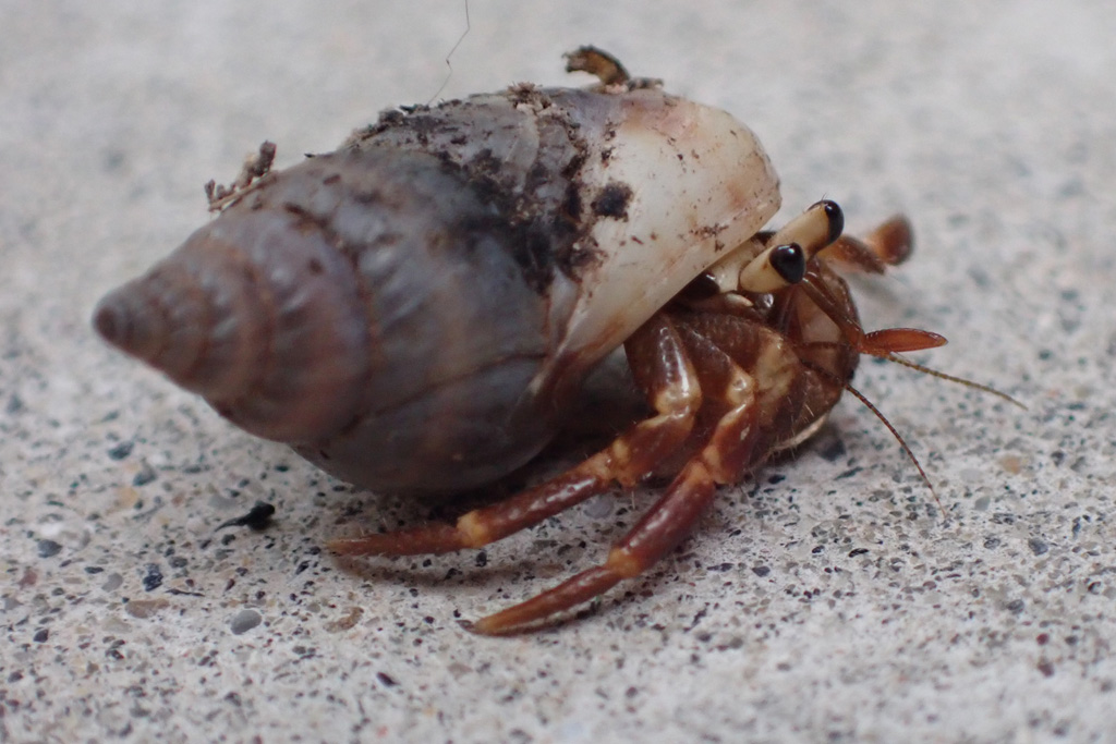 Hermit Crabs ヤドカリ