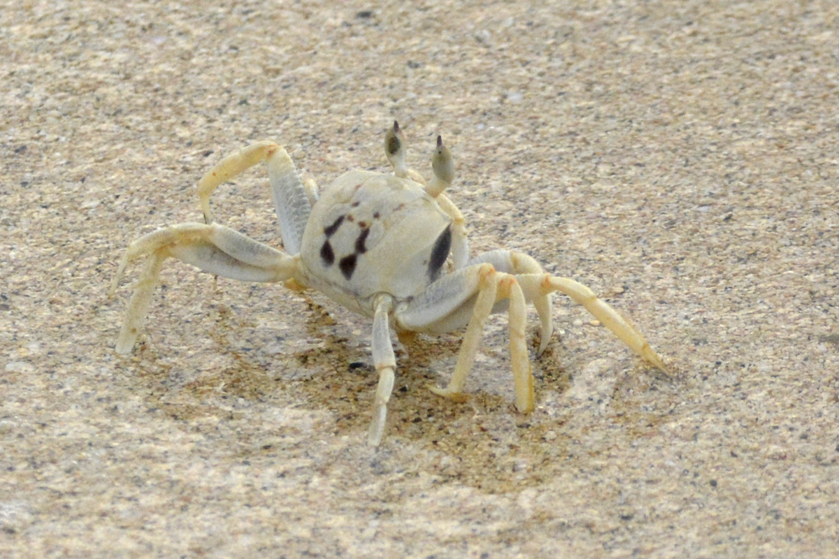 Horn Eyed Ghost Crab ツノメガニ