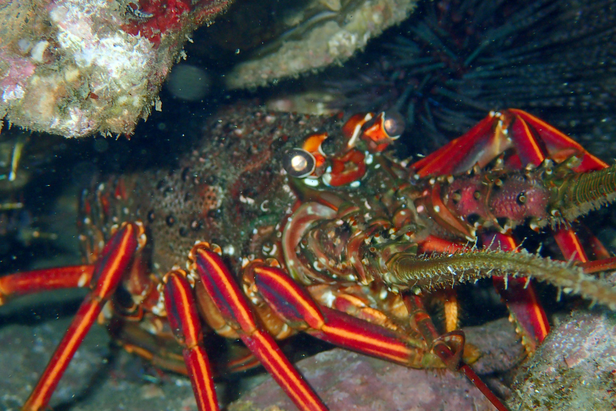 Japanese Spiny Lobster イセエビ