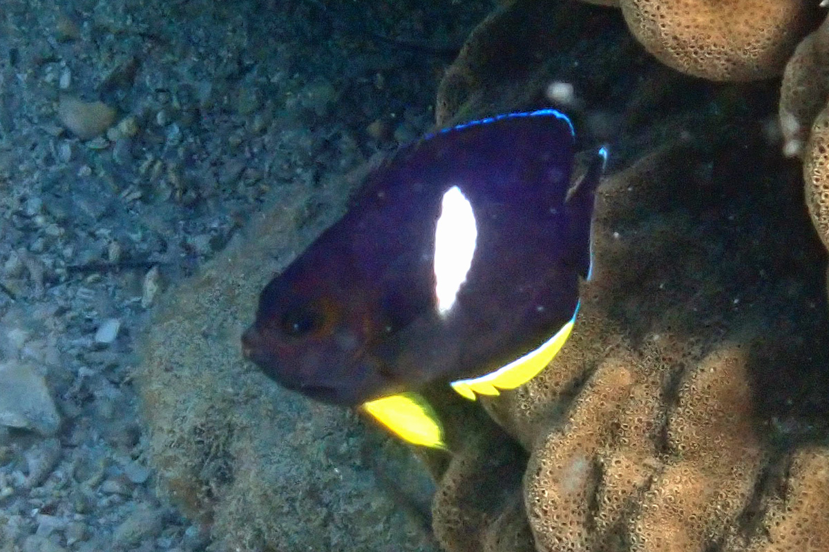 Keyhole Angelfish アブラヤッコ