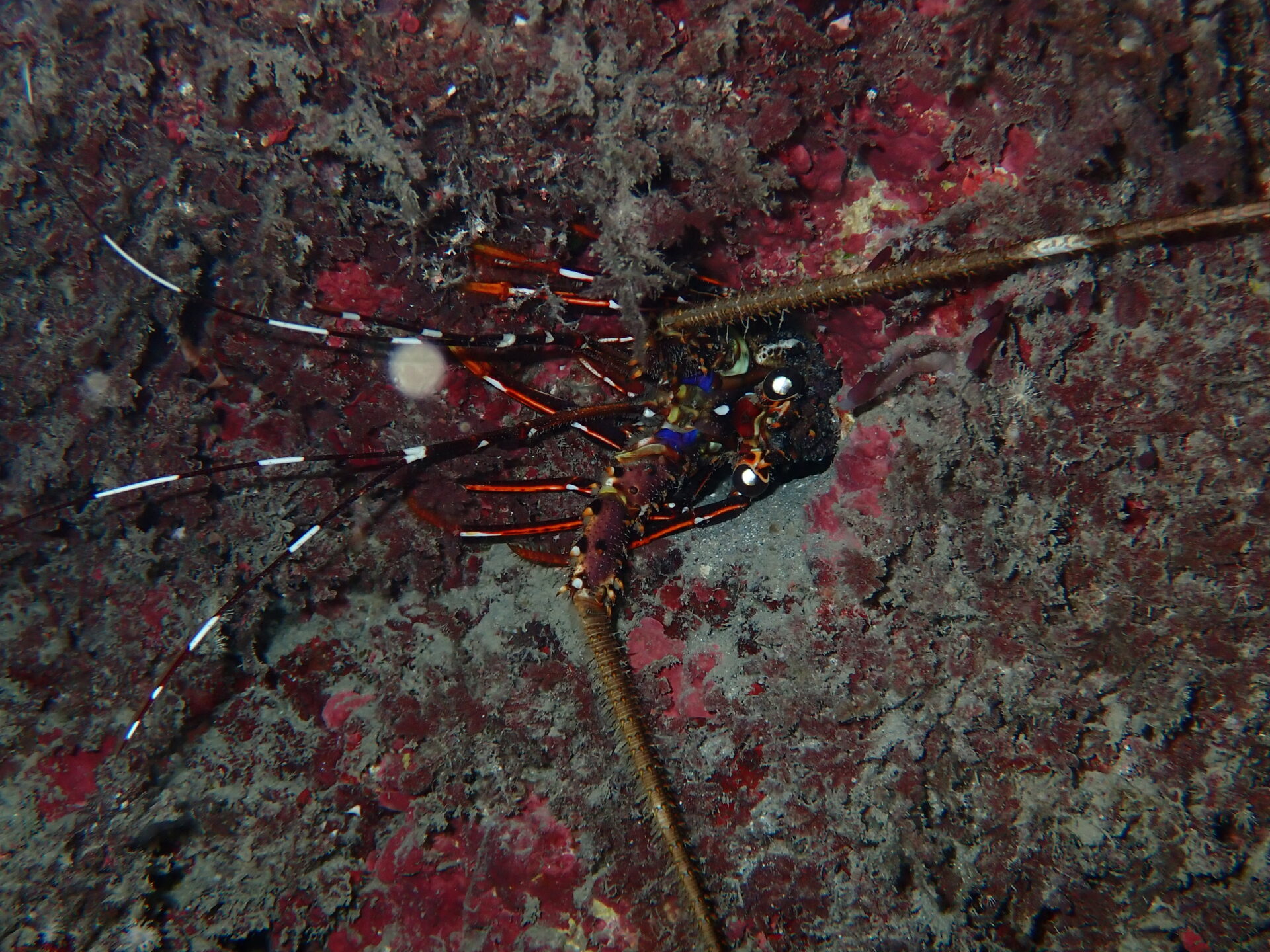 Longlegged Spiny Lobster カノコイセエビ