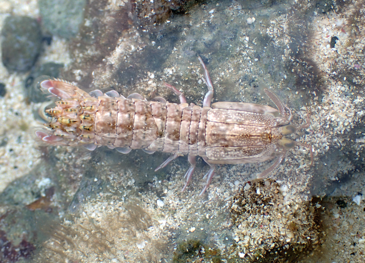 Mantis Shrimp